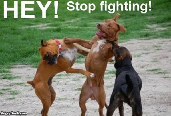 Hey Stop Fighting