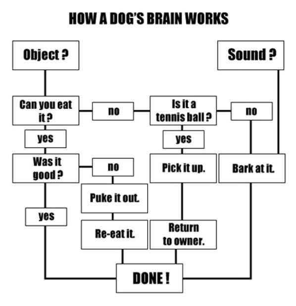 How Dogs Brains Work