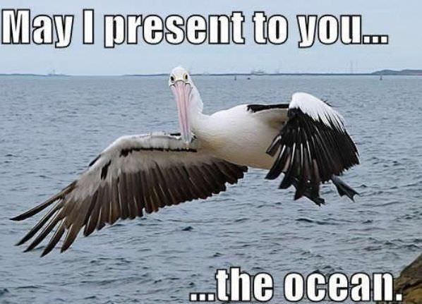 May I Present To You