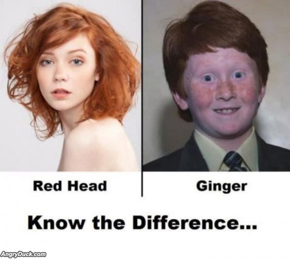 Red Head And Gingers