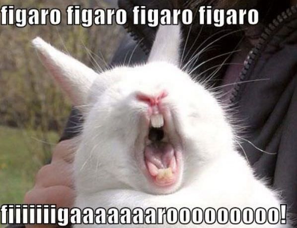 Singing Bunny