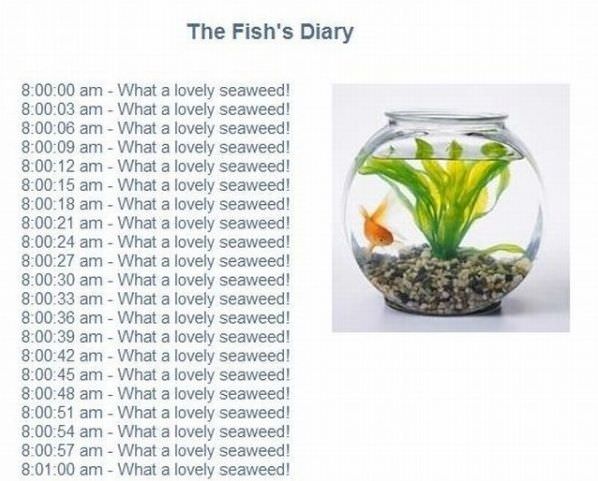 The Fish Diary