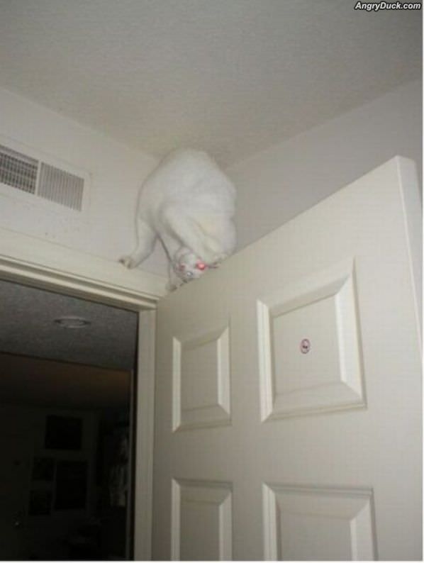 Ultimate Ninja Cat