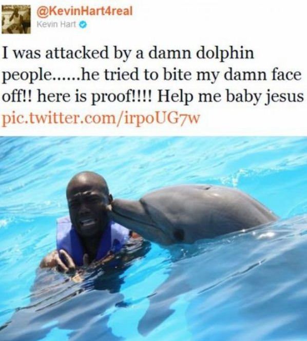 Attacked By A Dolphin