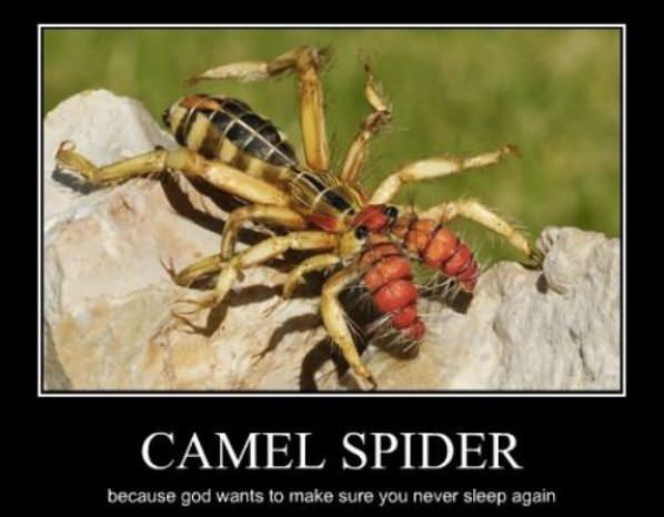 Camel Spider