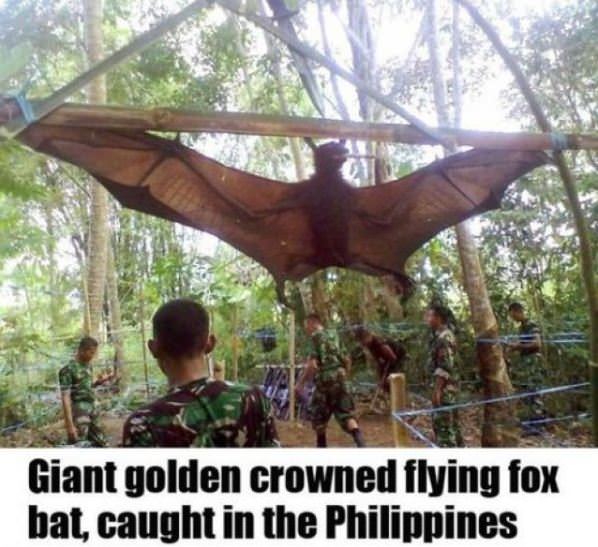Giant Bat