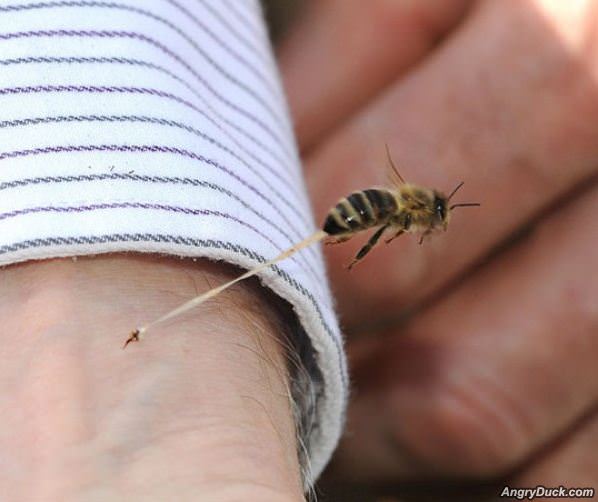 Honeybee Stinger