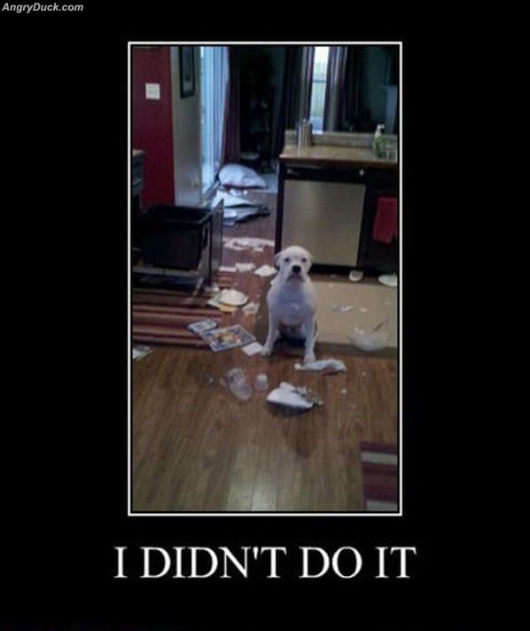 I Didnt Do It