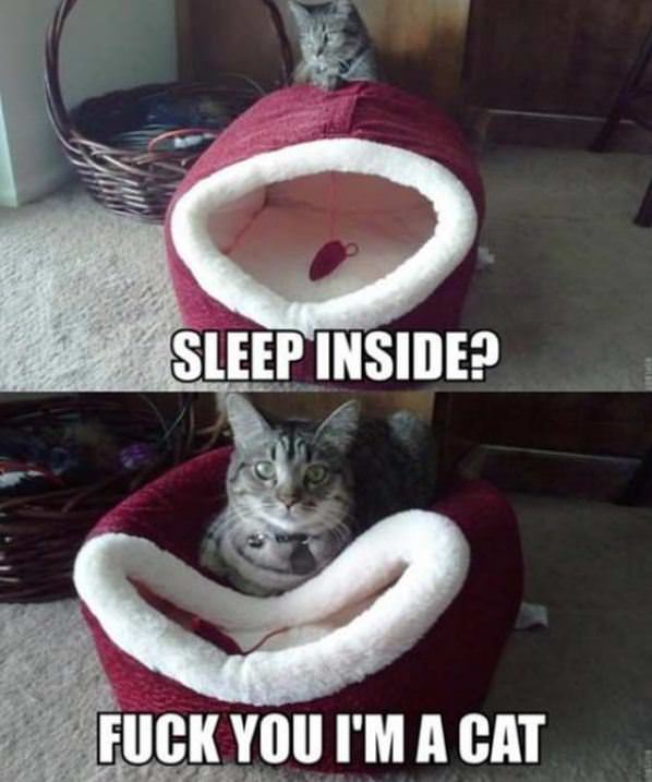 New Cat Bed