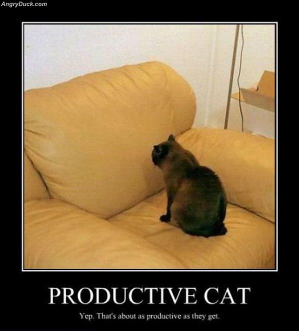 Productive Cat