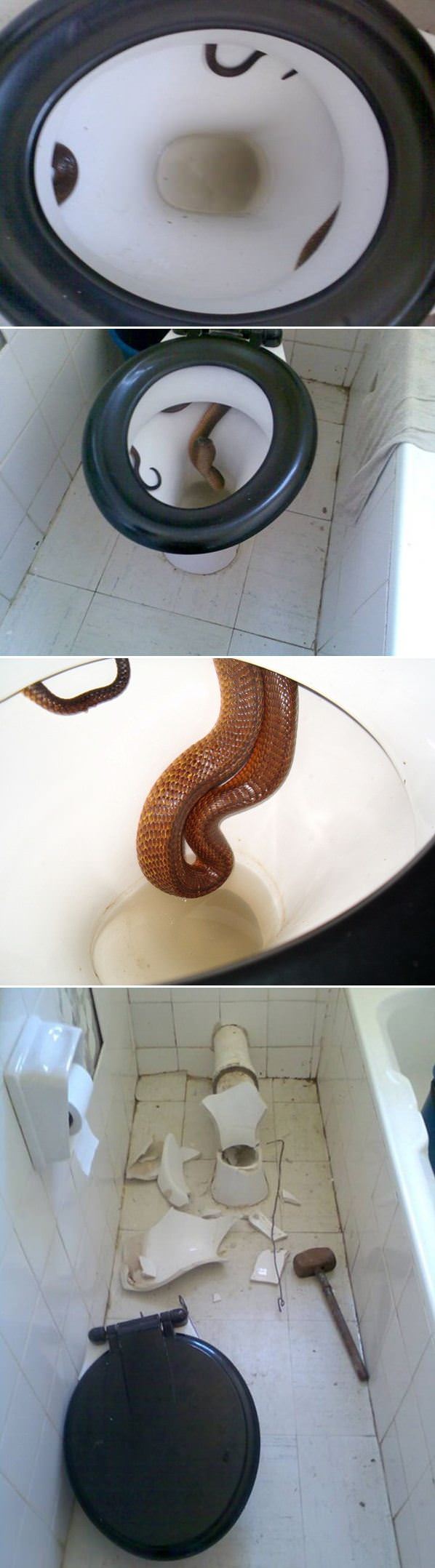 Snake In The Toilet