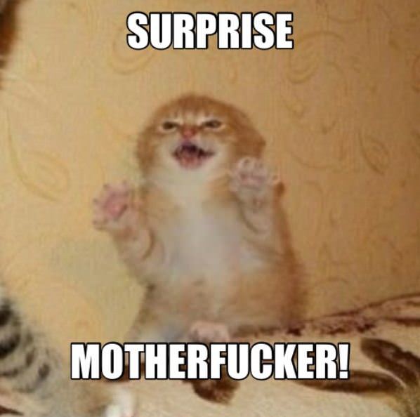 Surprise Cat
