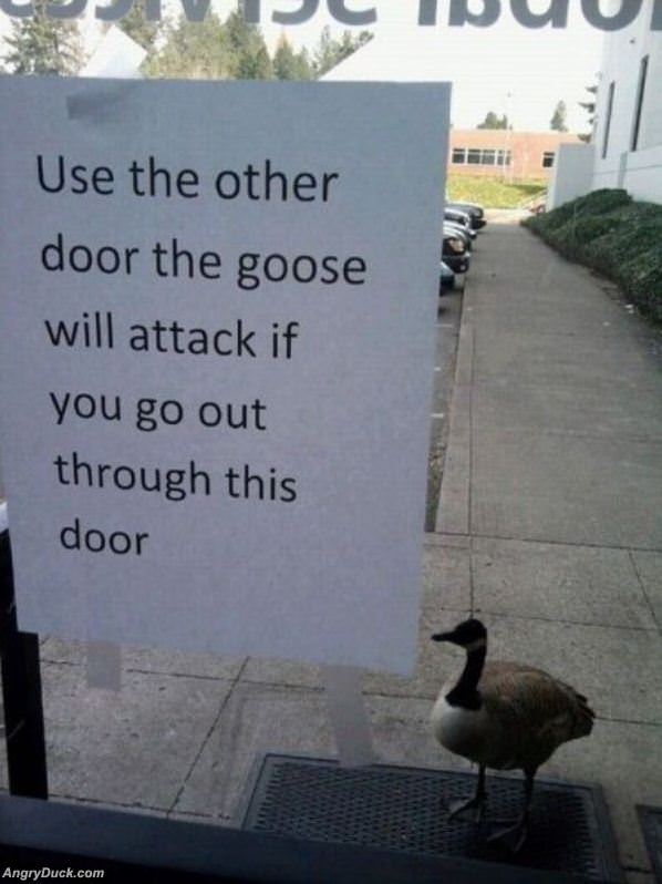 The Attack Goose