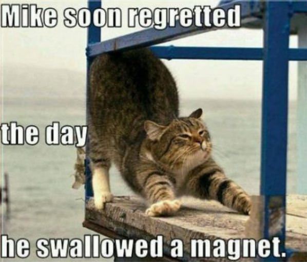 The Magnet Cat