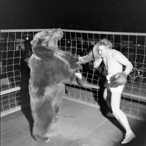 Bear Boxing