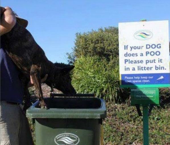 If Your Dog Does A Poo
