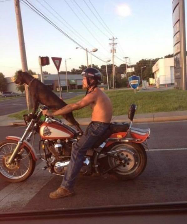 The Coolest Dog Ever