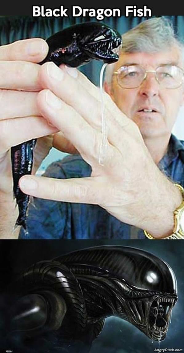 Black Dragon Fish
