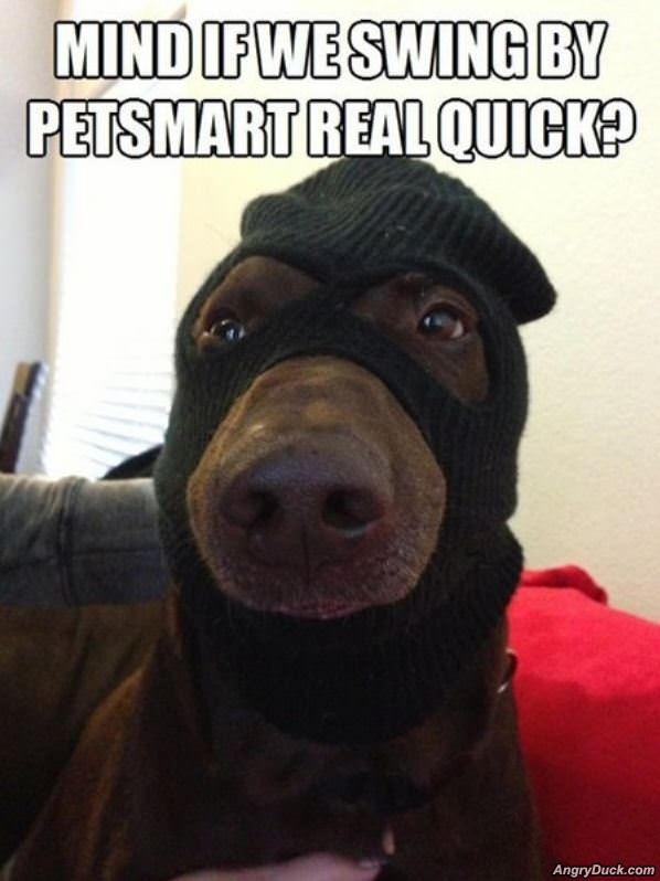 Dog Robber