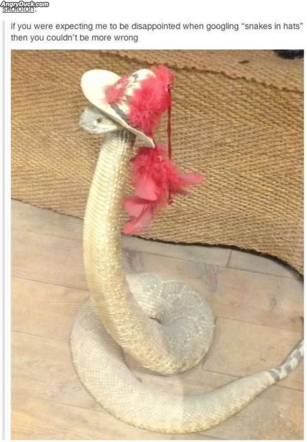 Snakes In Hats