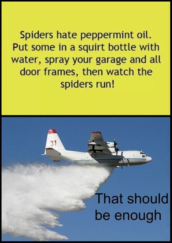 Spiders Hate Peppermint