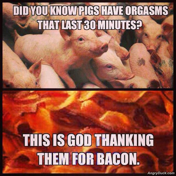 Thanks Bacon