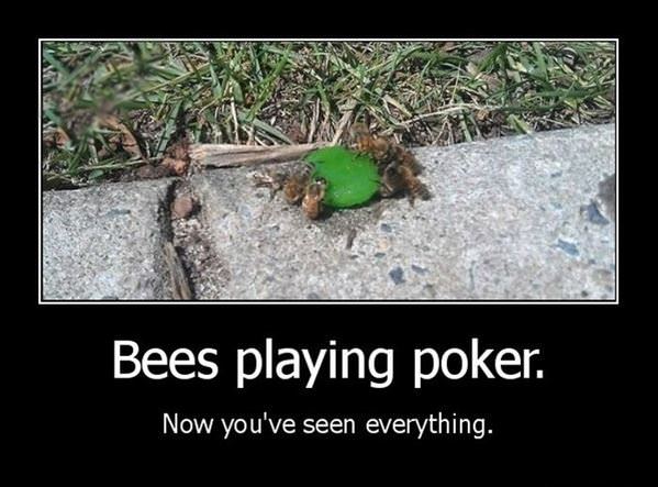 Bees Playing Poker