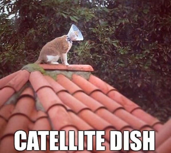 Catellite-dish