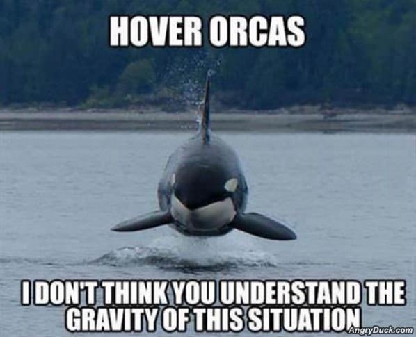 Hover-orcas