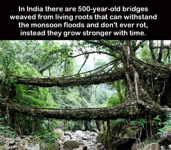 500 Year Old Bridges