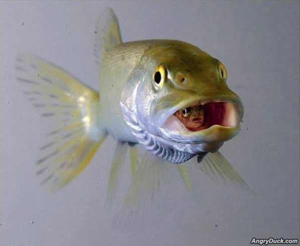 A Fish Inside A Fish