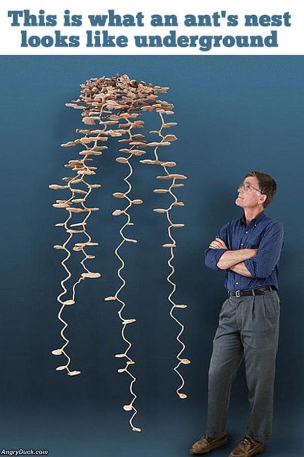 Ants Nest Underground