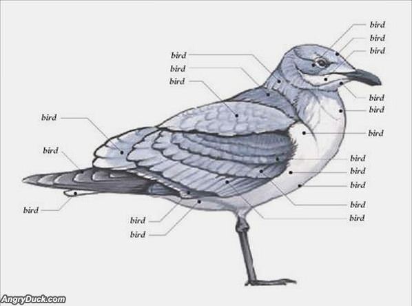 Bird Anatomy
