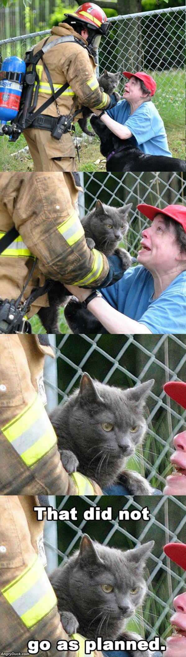 Cat Is Saved