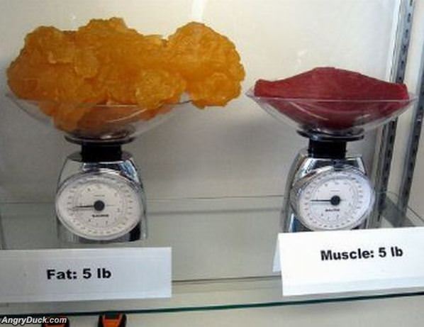 Fat Vs Muscle
