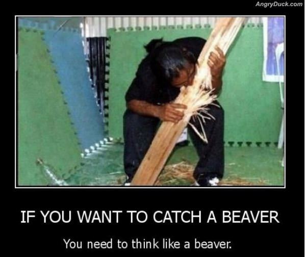 How To Catch A Beaver