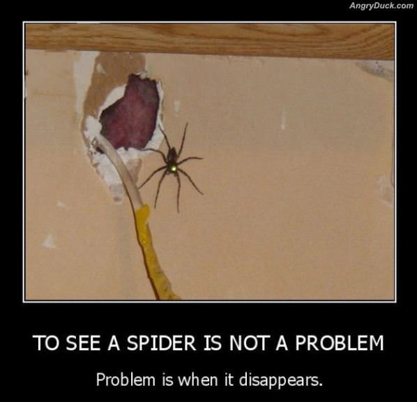 Spiders