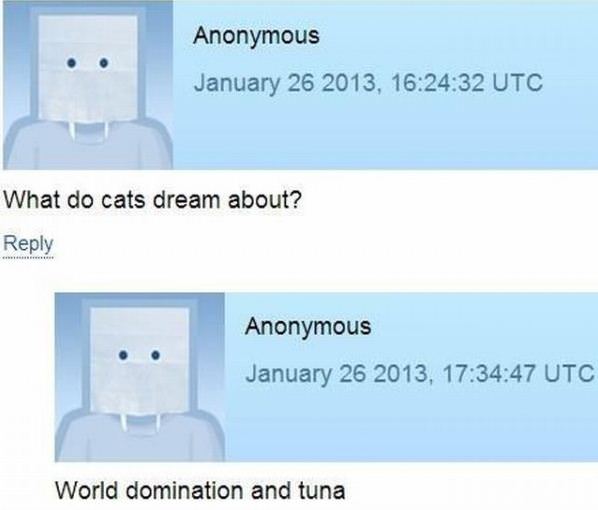 What Do Cats Dream About