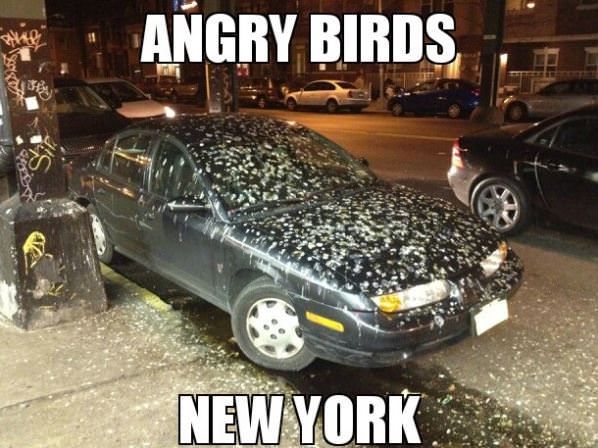 Angry Birds New York