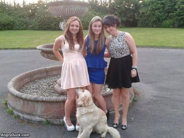 Dogs Photobomb