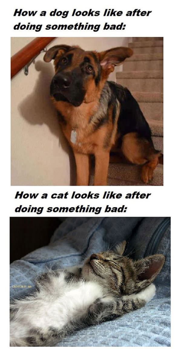 Dogs Vs Cats