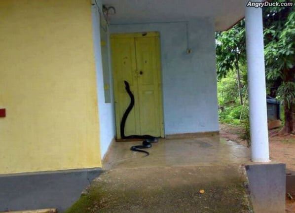 Knock Knock Anyone Home