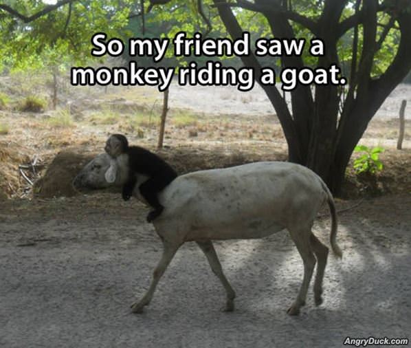 Monkey Riding A Goat