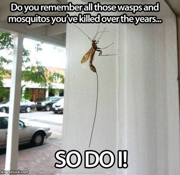 Satan Wasp