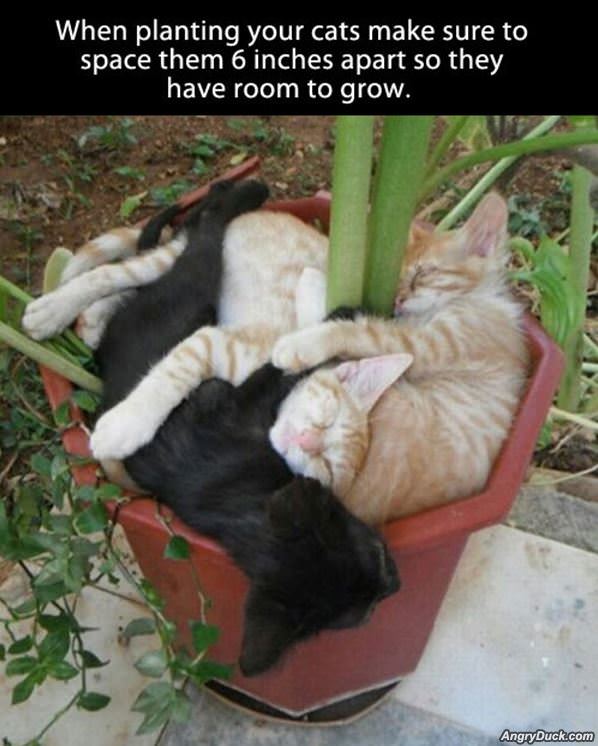 When Planting Cats