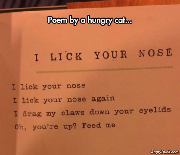 Poem By A Hungry Cat