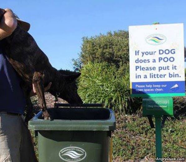 Your Dog Does A Poo