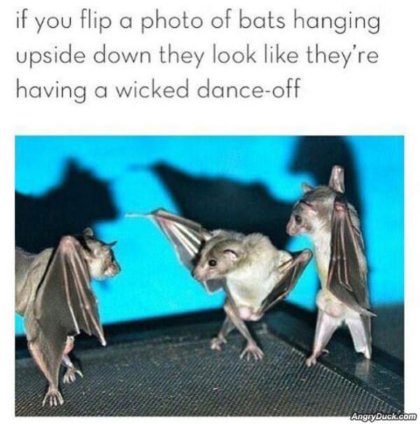 Bat Dance Off