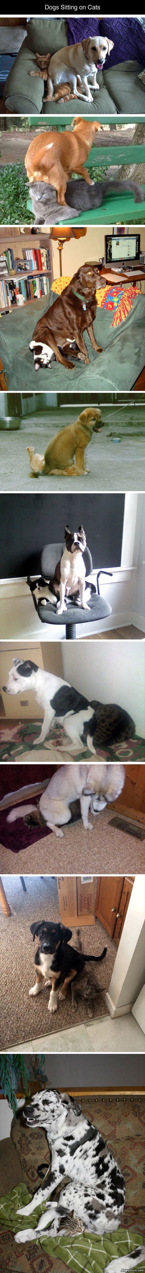 Dogs Sitting On Cats