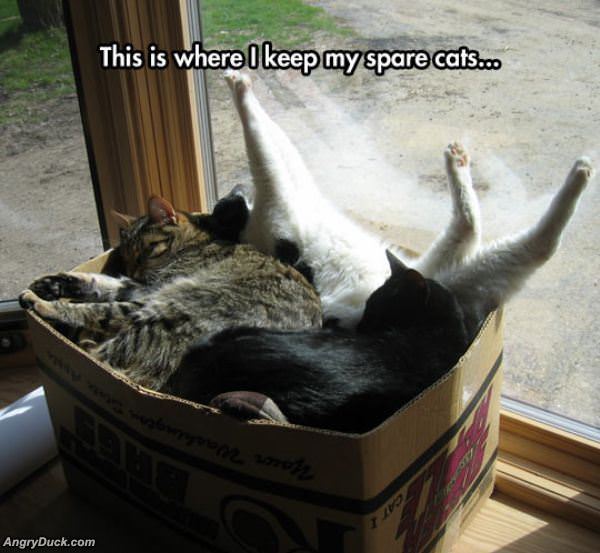 My Spare Cats